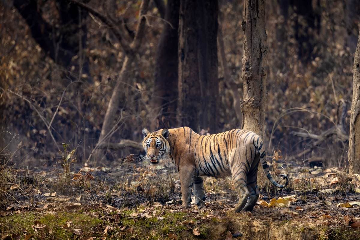 Bardia National Park Tiger Safari