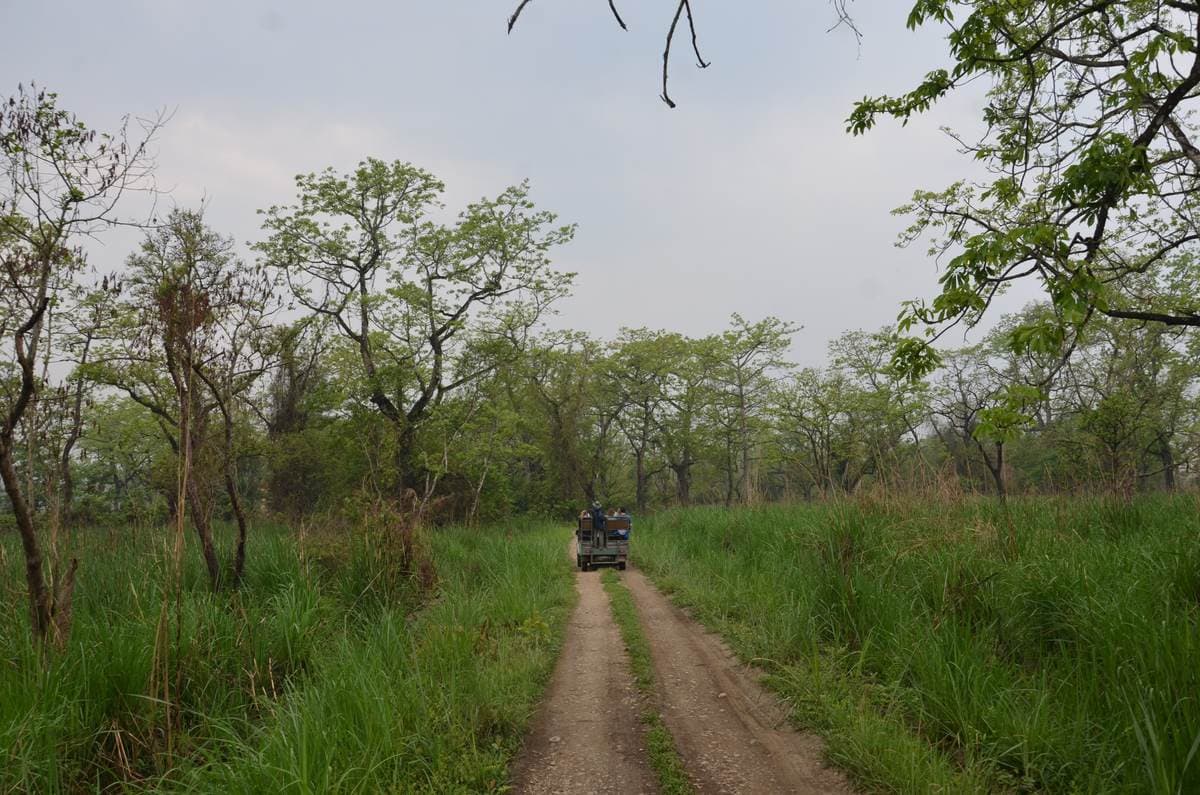 Chitwan 4x4 Jungle Safari