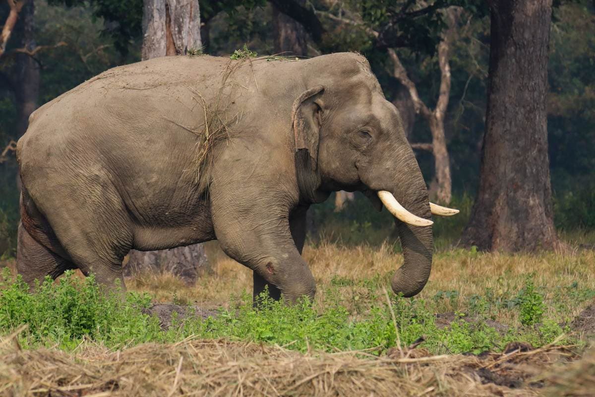 Chitwan National Park Wildlife Safari